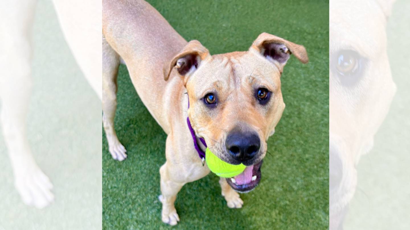 Abigail, a light brown medium size dog holding a tennis ball in its mouth